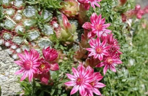 Seix House | Chalet des noisetiers