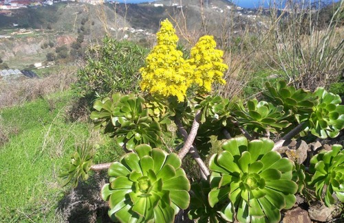 Valsequillo de Gran Canaria House | Chalet La Ruta del Tajinaste