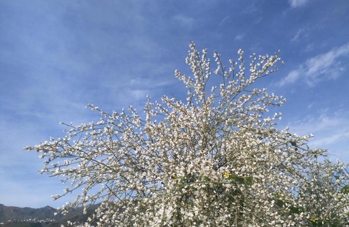 Valsequillo de Gran Canaria House | Chalet La Ruta del Tajinaste