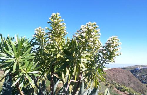 Vega de San Mateo House | Chalet Ruta Las Lagunetas