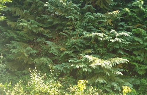 Carhaix-Plouguer House | Chambre chez l'habitant