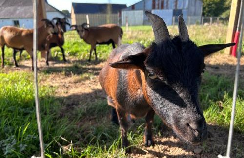Boisgervilly House | Chambre jungle