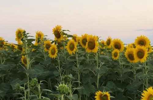 Durtal Bed & Breakfast | Chambres Au Calme, À La Campagne