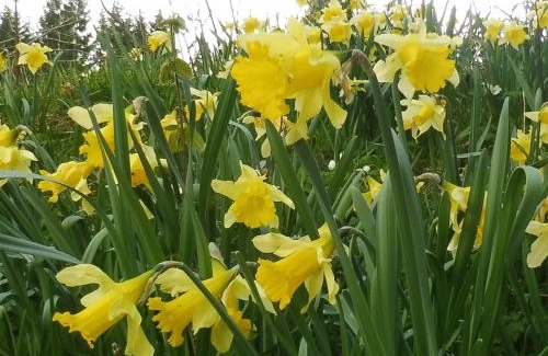 La Bresse House | Charmant Gîte avec Garage et Local Vélos au Pied des Pistes de La Bresse - FR-1-589-127