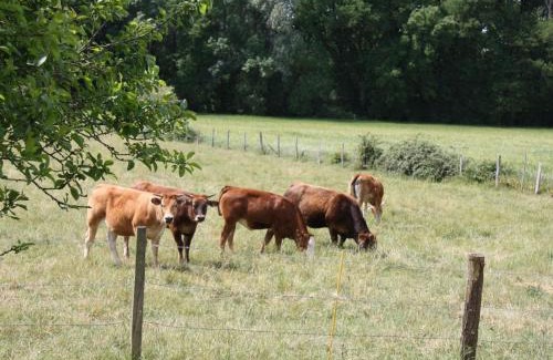 Beaumont-en-Veron House | Charmante maison XIXème à Beaumont-en-Véron, jardin clos, proche vignobles - FR-1-381-445