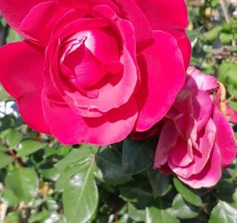 Centar Bed & Breakfast | Chez Nous