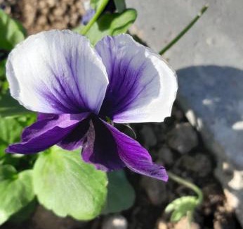 Centar Bed & Breakfast | Chez Nous