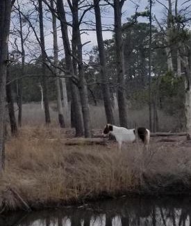 Piney Island House | Chincoteague