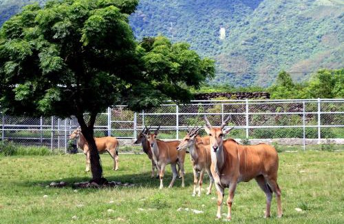 Chishang Resort | Chinshang Pastoral Farm Resort