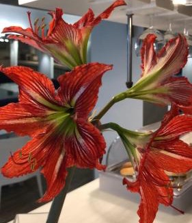 Horta Hotel | Colors