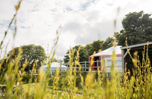 Newquay Cabin | Copper Beech - A luxury Mongolian-inspired Yurt in eco-friendly glamping hideout near Newquay
