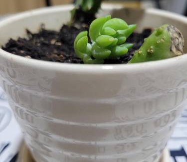 Aimogasta Apartment | Cordon del Velazco