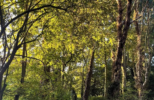 Irstead Cabin | Cosy Shepherds hut set in Meadow and Woodland Near Sandy Beaches
