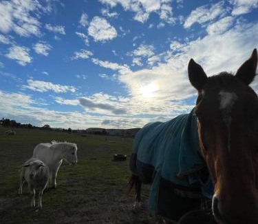 Yass River Apartment | Cottage on Yass River Farm - Pet & Horse Friendly - Ideal Road-Trip Stopover