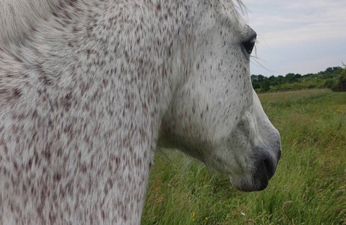 Montreuil-le-Henri Cottage | Country cottage Nature, heritage and tranquillity