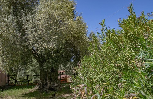 Dorgali Apartment | Country House Muristene- Iris