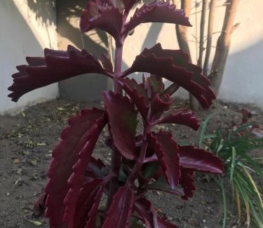 Kareeberg House | Cozy Luxury NO ANIMAL PRODUCTS ALLOWED ON PREMISES