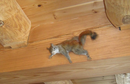 Newfoundland Cabin | Cozy Mountain Top Log Home on Private 50 Acre Woodland. Your Retreat Awaits.