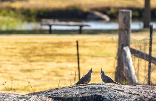 Stanthorpe House | Creek View Cottage-pool Table, Table Tennis, Views
