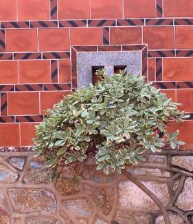 Jinhu House | Daughter and son