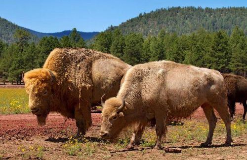 Flagstaff Hotel | DoubleTree by Hilton Hotel Flagstaff