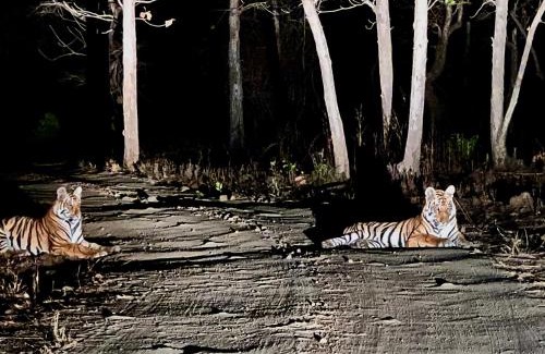 Pandharkawada Cabin | Dr Bones jungle home Tipeshwar wildlife sanctuary