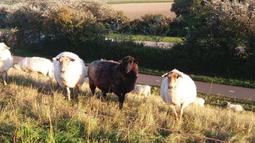 Nieuwvliet House | dreamingzeeland
