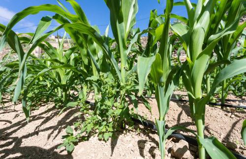 Fasnia House | Eco Holidays House Raíces