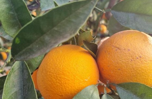 Santa Lucia Ski Chalet | El Vergel