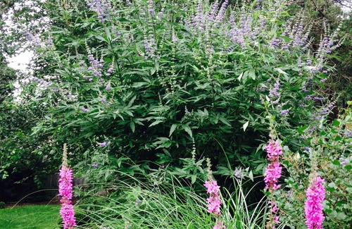 Noyack House | Enjoy This Beautiful Guest House - Sag Harbor - Perfect for Two!