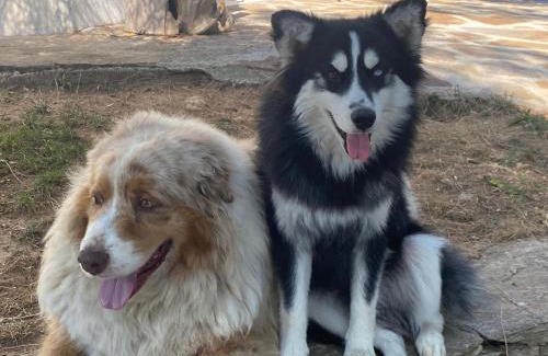 Bormes-Les-Mimosas House | Entre les pins et les oliviers