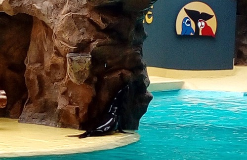 Icod de los Vinos Apartment | Tenerife north beach San Marcos