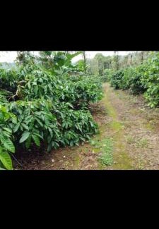 Mudigere House | Estate villa homestay