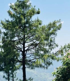 Nathia Gali Apartment | Faimly cottages
