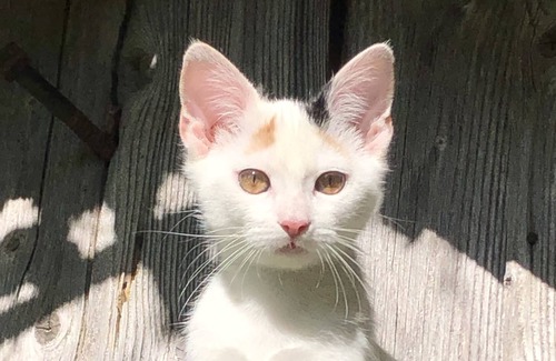 Heimenkirch Apartment | Fantastic, idyllic holiday apartments in a lovingly restored farm