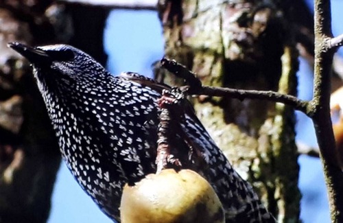 Heimenkirch Apartment | Fantastic, idyllic holiday apartments in a lovingly restored farm