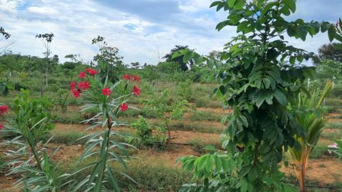 Sivaganga Other | Farm House stay with Swimming Pool and other facilities