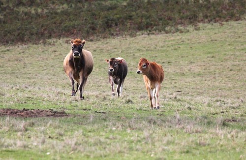 Mount Bolton Other | Farm stay right at Mount Bolton, with grazing Cattle and Sheep, near Ballarat.