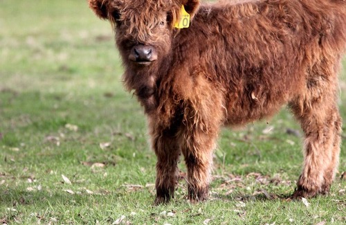 Mount Bolton Other | Farm stay right at Mount Bolton, with grazing Cattle and Sheep, near Ballarat.