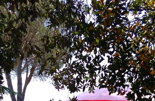 Orte Villa | Farmhouse and swimming pool sleeps 8