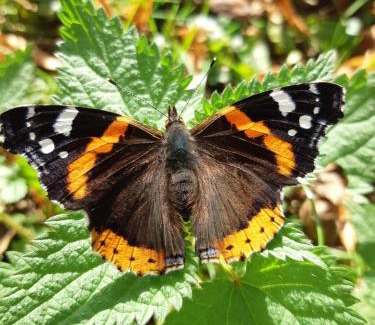 Feldberger Seenlandschaft Apartment | Ferienhaus Britta Kietzmann