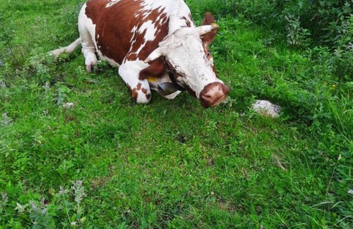 Graen House | Ferienhaus Carmen