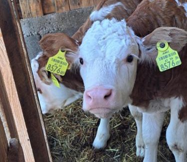 Sankt Wolfgang im Salzkammergut Ski Chalet | Ferienhof Brunbacher Wolfgangsee