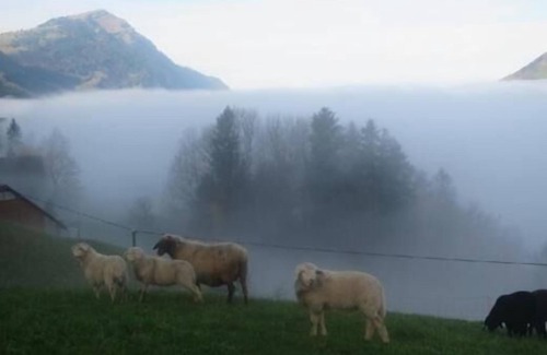 Lauerz Apartment | Ferienwohnung/app. für 5 Gäste mit 80m² in Lauerz