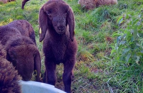 Lauerz Apartment | Ferienwohnung/app. für 5 Gäste mit 80m² in Lauerz