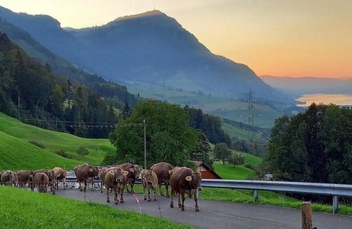 Lauerz Apartment | Ferienwohnung/app. für 5 Gäste mit 80m² in Lauerz