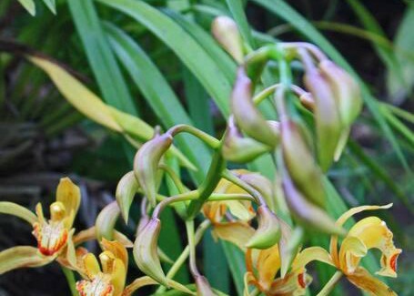 Dagua House | Finca cerca a Cali - Pura Naturaleza - El Carmen, Colombia