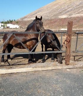Yaiza Apartment | Finca Esperanza