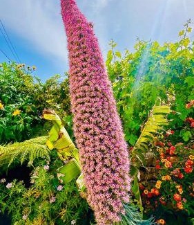 El Paso House | Finca Maracuya