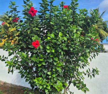 Saint-Louis House | "Fleur d'Hibiscus" Maison de charme au calme à Marie-Galante